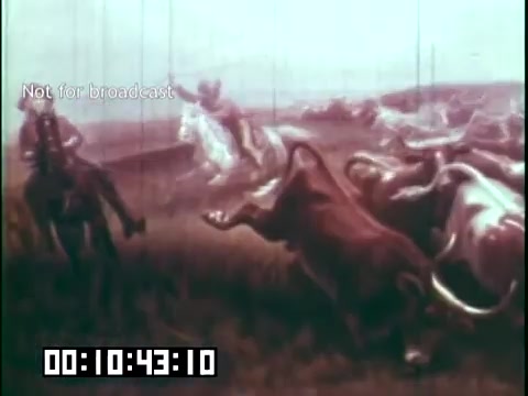 The still from the film 'Immigrant Heritage' depicts a dynamic scene featuring a group of animals, likely cattle, being herded. Riders on horseback move among them, suggesting themes of agriculture and rural life. The color palette has a vintage feel, characteristic of 16mm film, conveying a nostalgic atmosphere. The context implies a focus on immigrant contributions to agricultural practices and heritage.