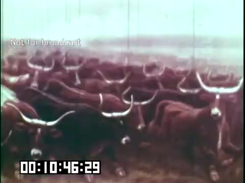 The still from 'Immigrant Heritage' features a herd of cattle, characterized by their prominent horns, grazing in an expansive landscape. The image captures a pastoral scene that likely reflects themes of agricultural heritage and the connection to immigrant roots. The color palette suggests a vintage aesthetic, typical of 16mm film. The timestamp and 'Not for broadcast' label indicate that this material is not intended for public viewing.