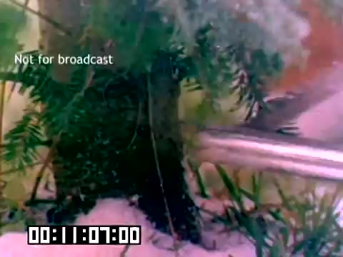 The still from the silent Kodak sales film features a close-up view of greenery, possibly in an aquatic environment, with a focus on a textured surface resembling a rock or tree trunk. The lighting suggests an underwater setting, and the color palette includes greens and blues. A timecode appears at the bottom, marking the film's duration, and there's a 'Not for broadcast' label indicating the material's intended use. Overall, the image captures a serene, natural scene, likely intended to showcase Kodak's film capabilities.