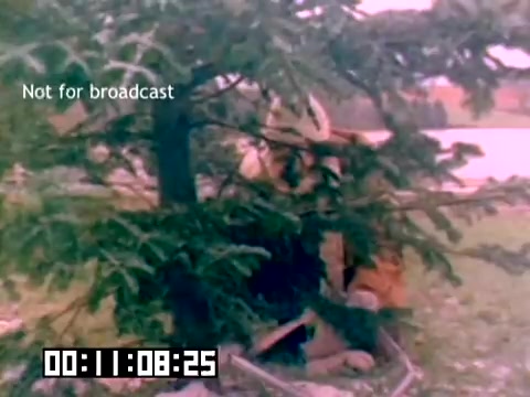 The still depicts a scene from a 1977 Kodak sales film featuring a person sitting or crouching near a tree. The image displays a soft color palette typical of the era, with vibrant greens and earthy tones. The text 'Not for broadcast' indicates it's intended for internal use, and a timecode at the bottom marks the elapsed time. The overall composition suggests an outdoor setting, possibly highlighting a candid moment related to photography or nature.