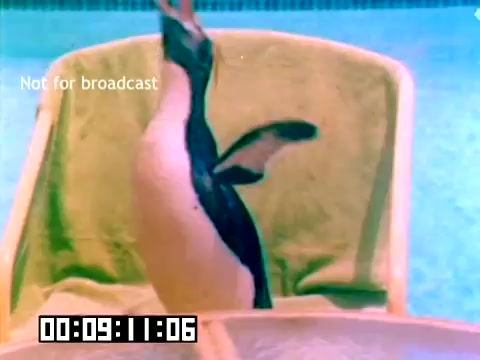 The still features a penguin perched on a towel near a swimming pool. The image captures the penguin mid-action, possibly preparing to dive or engage with its surroundings. The vibrant colors and the relaxed setting suggest a playful atmosphere, typical of promotional or entertaining content. A timestamp and a 'Not for broadcast' watermark are visible at the bottom of the frame.