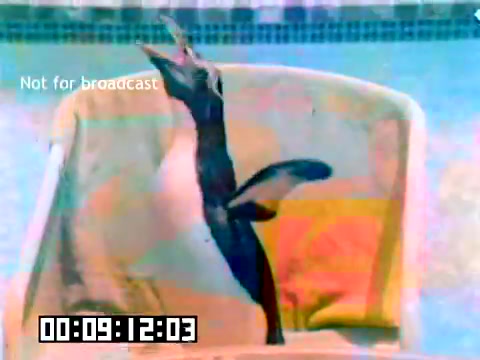 The still features a penguin perched on the edge of a poolside chair, likely engaged in a playful moment. The image has a colorful, slightly faded quality typical of vintage film, with the pool visible in the background. There is a timestamp at the bottom and a watermark stating 'Not for broadcast.' The overall atmosphere conveys a lighthearted, whimsical scene, typical of Kodak's promotional style during that era.