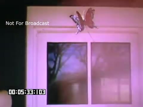 The still from 'In And Around Battle Creek Michigan' features a close-up view of a butterfly perched on a window. The window frames a colorful outdoor scene with trees visible in the background, hinting at a serene and nature-focused environment. The image captures a moment in time with a vintage aesthetic, characteristic of 16mm film and Kodachrome color. The presence of the butterfly adds a delicate touch to the composition, emphasizing the beauty of wildlife and the changing seasons.