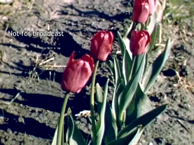 The still features vibrant red tulips growing in a patch of earth, capturing their natural beauty. The background shows the soil and some greenery, indicating a picturesque scene from the Holland, Michigan Tulip Festival in the late 1940s. The image has the overlay text 'Not for broadcast,' suggesting it is part of archival footage.