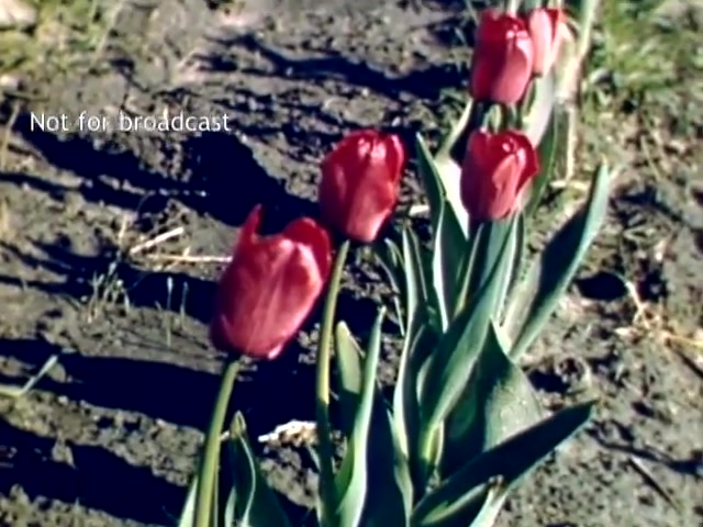 The still features vibrant red tulips in bloom, showcasing their delicate shapes and green foliage. The context is the Holland Michigan Tulip Festival from the late 1940s, emphasizing the festival's floral beauty and celebration of spring. The soil appears rich, indicating a well-tended garden setting. A watermark in the corner indicates the footage is not for broadcast.