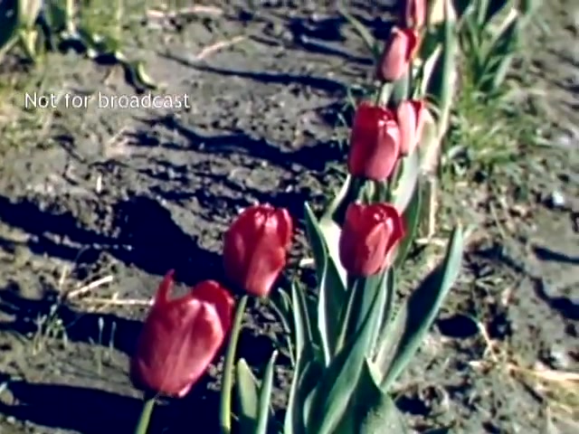 The still features a row of vibrant red tulips in a field, showcasing their bloom in a well-maintained garden setting. The ground is bare and slightly dusty, indicating early spring. The caption 'Not for broadcast' suggests this footage is intended for archival or private use rather than public viewing. The overall ambiance reflects the charm of the Holland Michigan Tulip Festival during the late 1940s.