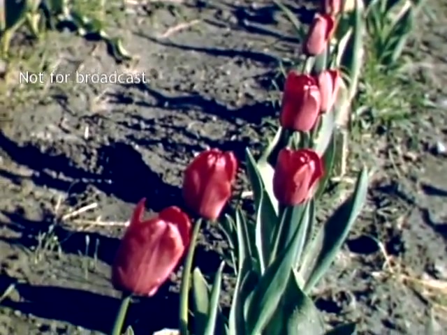 The still captures vibrant red tulips in a garden setting, illustrating a row of blooms against a backdrop of soil and greenery. This footage, from the late 1940s, showcases the natural beauty associated with the Holland Michigan Tulip Festival, highlighting the flowers in full bloom. The image has a historical quality, suggesting a moment of spring celebration. The text 'Not for broadcast' indicates its restricted use.