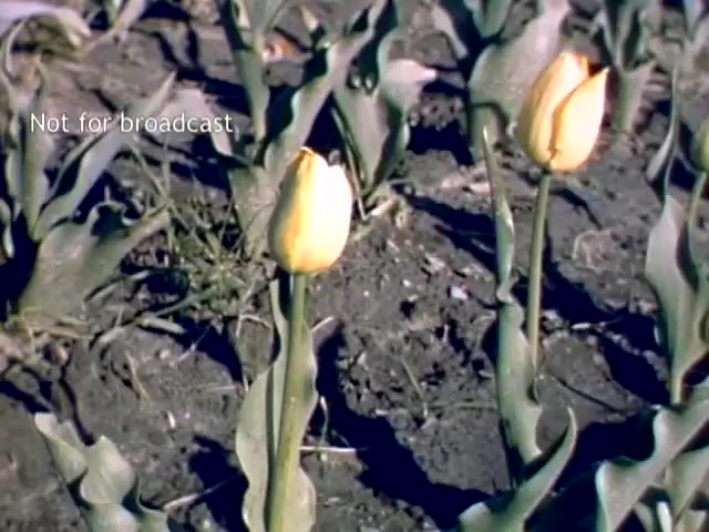 The still presents a close-up view of two yellow tulips standing among green, leafy stems in a tilled soil background. It captures the vibrant colors typical of the Holland Michigan Tulip Festival, showcasing the beauty of tulip blooms during the late 1940s. The image is marked 'Not for broadcast,' indicating it may be for personal or archival use rather than public dissemination.
