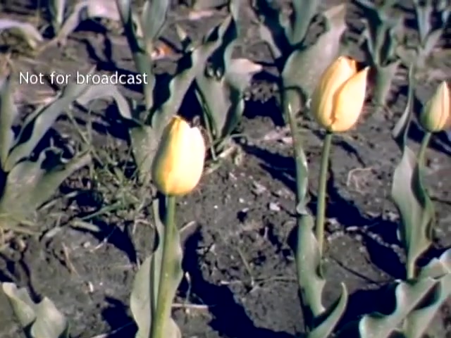 The still features yellow tulips standing in a field, indicative of the Holland Michigan Tulip Festival in the late 1940s. The tulips are surrounded by green foliage and soil, capturing the essence of springtime blooms. The image is tagged 'Not for broadcast,' suggesting it is intended for archival or personal use rather than public dissemination.