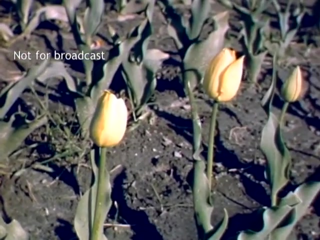 The still captures vibrant yellow tulips blooming amidst a field in Holland, Michigan, during the late 1940s. The surrounding green leaves contrast with the earthy soil, highlighting the freshness of spring. A watermark indicates that the footage is not for broadcast, emphasizing its archival nature.