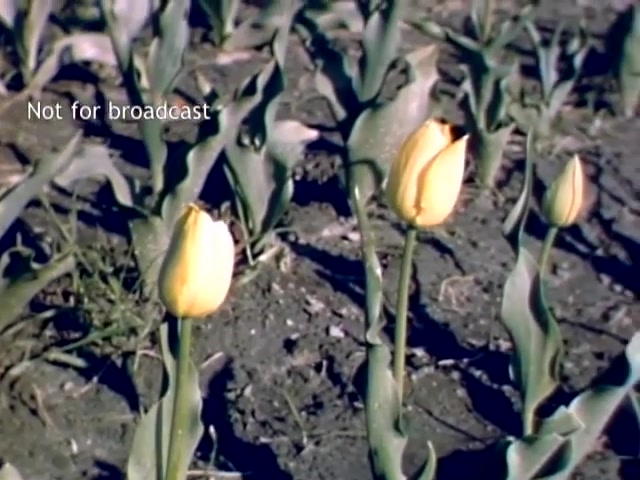 The still features a close-up of yellow tulips blooming amidst green leaves, set against a backdrop of tilled soil. This scene captures the essence of the Holland, Michigan Tulip Festival from the late 1940s, showcasing the vibrant flowers characteristic of the celebration. The image is marked 'Not for broadcast,' indicating it may be archival footage.