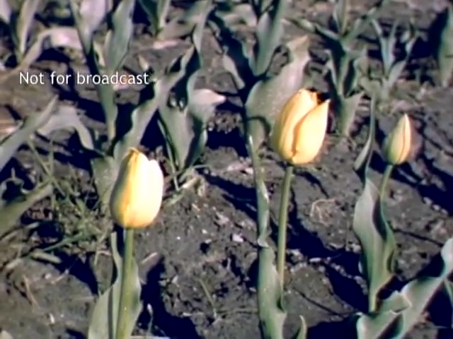 The still captures a serene moment from the late 1940s, showcasing yellow tulips in a field, surrounded by green leaves. The ground appears earthy and slightly dry, indicative of agricultural settings. It is labeled 'Not for broadcast,' suggesting it is archival footage from the Holland, Michigan Tulip Festival, celebrating the blooming tulips in spring.