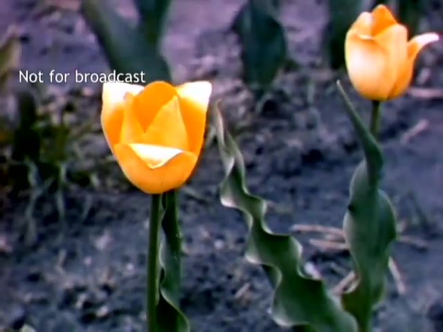 The still captures a vibrant close-up of yellow tulips against a backdrop of tilled earth, likely from the Holland Michigan Tulip Festival in the late 1940s. The flowers are in full bloom, showcasing their distinct shape and color. The image conveys the beauty of springtime and the celebration of tulip cultivation during this historic event.