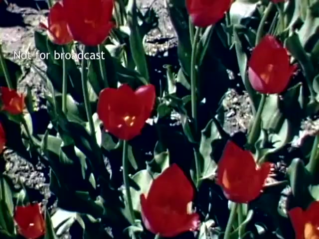 The still features vibrant red tulips in full bloom, surrounded by lush green leaves. The focus is on a cluster of these flowers, showcasing their rich color and natural beauty. This imagery captures a moment from the Holland, Michigan Tulip Festival in the late 1940s, highlighting the festival's celebration of tulip cultivation and community. The label 'Not for broadcast' suggests it is archival footage meant for private use.