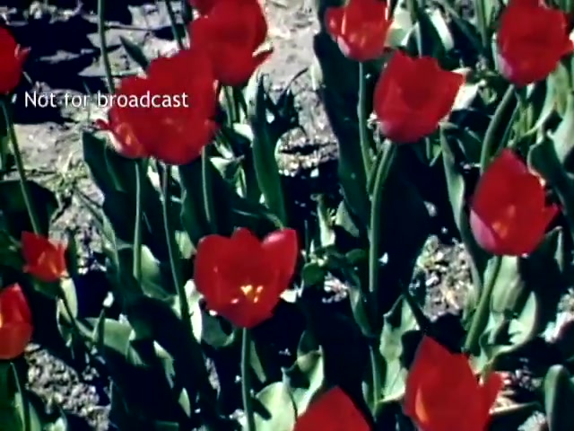 The still shows vibrant red tulips in full bloom, with lush green leaves surrounding them. The flowers are prominently displayed against the earth, indicative of the beauty and abundance typical of the Holland Michigan Tulip Festival. The image captures the essence of spring and the celebration of tulip cultivation in the late 1940s. A watermark indicating 'Not for broadcast' is present.
