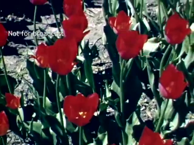 The still features vibrant red tulips in full bloom, surrounded by green leaves. The flowers are the focal point, reflecting the beauty of the Holland, Michigan Tulip Festival from the late 1940s. The background appears natural, with dirt and foliage, emphasizing the garden setting. The image is marked 'Not for broadcast.'