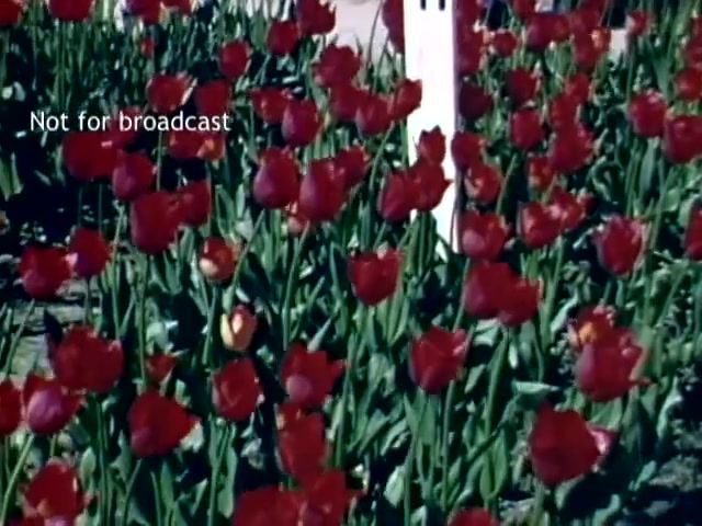 The still features a vibrant display of red tulips in full bloom, showcasing their lush greenery and colorful petals. A white stake is visible among the flowers, possibly indicating a garden section or plant identifier. The overall scene captures the beauty of the Holland Tulip Festival in late spring during the late 1940s, emphasizing the festival's floral celebration. The note 'Not for broadcast' suggests it is archival footage.