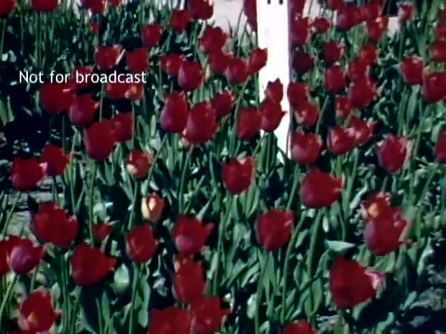 The still captures a vibrant scene from the Holland Michigan Tulip Festival in the late 1940s, showcasing a dense bed of red tulips in full bloom. The flowers are surrounded by lush green leaves, while a white post stands in the background, suggesting a quaint outdoor setting. The text 'Not for broadcast' indicates that the image is not intended for public airing.