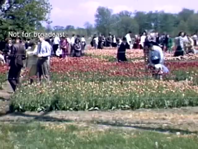The still captures a vibrant scene from the Holland, Michigan Tulip Festival in the late 1940s. It features a large crowd of attendees enjoying the colorful tulip fields, with people dressed in period attire leisurely walking, gathering, and interacting among rows of blooming tulips. The landscape is bright and lush, reflecting the joy and community spirit of the festival.