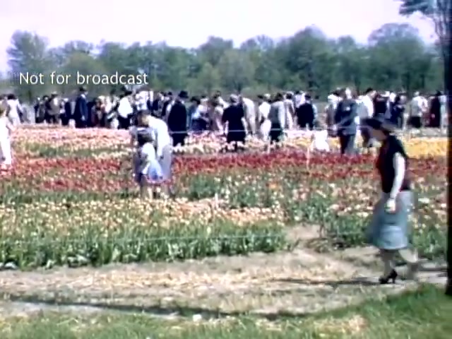 The still captures a lively scene from the Holland Michigan Tulip Festival in the late 1940s. A crowd is seen enjoying the vibrant tulip fields, with rows of colorful flowers in bloom. People, dressed in period clothing, stroll through the gardens, while a child plays nearby. The backdrop features lush greenery under a clear sky, embodying the festival's festive atmosphere. The image is marked 'Not for broadcast.'