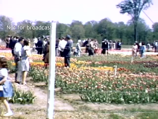 The still captures a vibrant scene from the Holland, Michigan Tulip Festival in the late 1940s. Numerous visitors stroll through expansive fields filled with blooming tulips in various colors. A young girl in a light-colored dress stands to the left, while groups of adults explore the garden. The atmosphere is lively, showcasing the festival's celebration of spring and floral beauty. Notably, a watermark indicates it's 'Not for broadcast.'