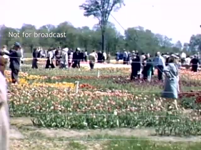 The still depicts a vibrant scene from the Holland Michigan Tulip Festival in the late 1940s. Blooming tulips in various colors fill the foreground, while a crowd of people walks among the flowers, enjoying the festival atmosphere. Trees are visible in the background, and a fence separates the flower beds from the visitors. The image is marked 'Not for broadcast,' indicating it's likely for private use.