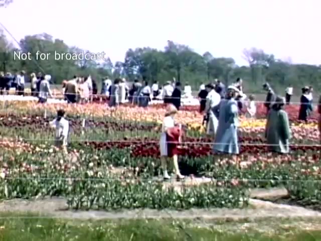 The still captures a lively scene from the Holland Michigan Tulip Festival in the late 1940s. It features a vibrant display of tulips in various colors, with numerous visitors leisurely walking through the flower fields. Some people are taking pictures and enjoying the festive atmosphere, while a child in a red outfit is prominently visible in the foreground. The setting is bright and cheerful, indicative of a spring celebration.