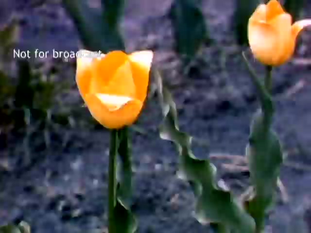 The still features vibrant yellow tulips in a field, capturing the essence of the Holland, Michigan Tulip Festival from the late 1940s. The flowers bloom prominently against a muted background, showcasing their delicate petals and green leaves. An overlay text indicates the image is not for broadcast. The scene reflects the festival's celebration of spring and floral beauty.