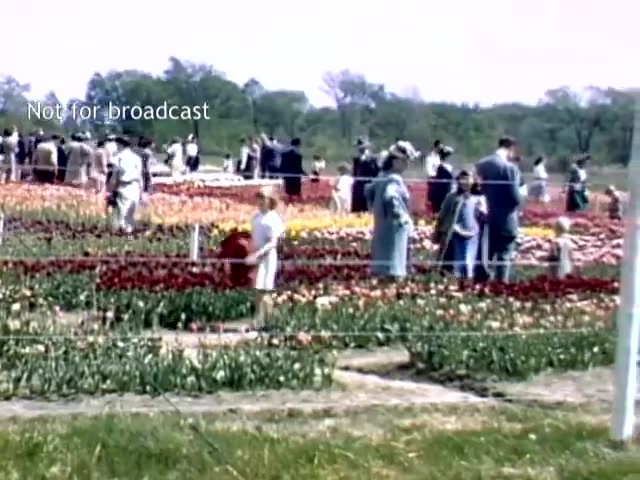 The still captures a bustling scene from the Holland Michigan Tulip Festival in the late 1940s. Visitors, dressed in period attire, stroll through vibrant fields of tulips in various colors. A young child in white stands out, holding flowers amidst the crowd, which includes families and individuals enjoying the festivities. The background features lush greenery, enhancing the lively, cheerful atmosphere of the festival.