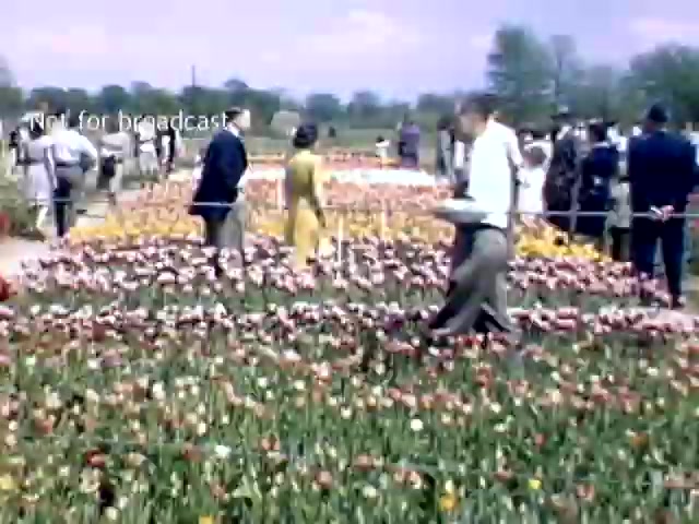 The still captures a vibrant scene from the Holland Michigan Tulip Festival in the late 1940s, featuring a large expanse of colorful tulips. Visitors stroll through the flower beds, some admiring the blooms, while others engage in conversation. The atmosphere appears lively and festive, with a backdrop of a clear blue sky and greenery, reflecting the celebratory nature of the festival.