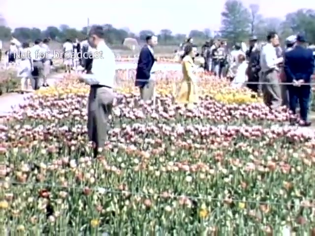 The still depicts a vibrant scene from the Holland, Michigan Tulip Festival in the late 1940s. Visitors, dressed in period attire, stroll through a colorful field of tulips, showcasing a variety of blooms. The setting is lively, with people enjoying the festival atmosphere against a backdrop of trees and clear skies.