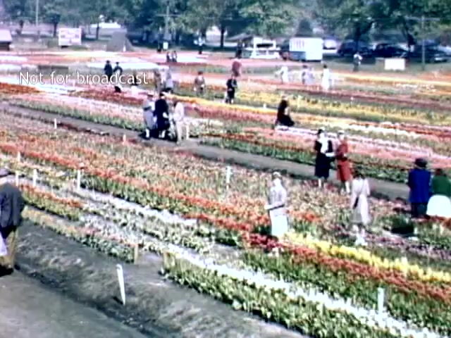 The still from the late 1940s captures a vibrant scene of the Holland, Michigan Tulip Festival. Colorful rows of blooming tulips stretch across the field, while visitors dressed in period attire explore the garden. Some people walk along the paths, while others sit among the flowers, enjoying the festive atmosphere. In the background, cars are parked, hinting at the event's popularity. The serene environment reflects the charm of the festival during this era.