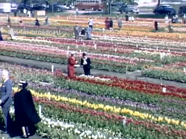 The still features a vibrant array of tulips in various colors, arranged in neat rows at the Holland Michigan Tulip Festival in the late 1940s. People are seen walking and interacting among the flowers, with some posing for pictures. The scene captures the festive atmosphere of the event, showcasing the beauty of the tulip blooms and the joy of the attendees. In the background, a vintage bus and other festival-goers add to the historical context.