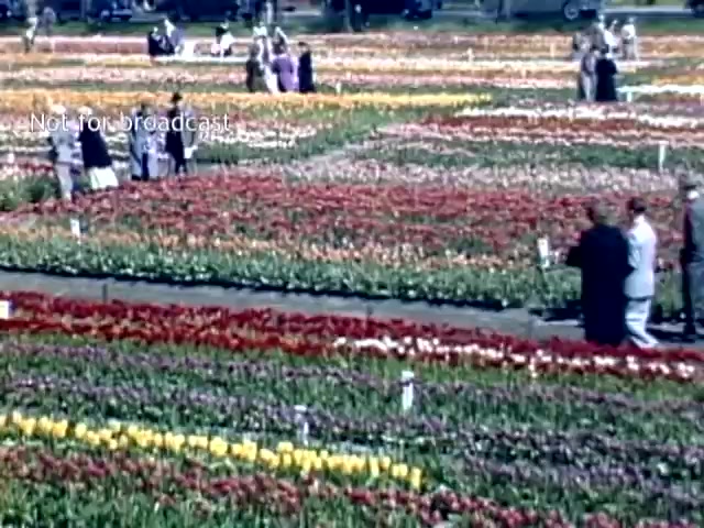 The still captures the vibrant scenes of the Holland, Michigan Tulip Festival from the late 1940s. It showcases a sprawling field filled with colorful rows of tulips in various shades, including red, yellow, and white. Groups of people stroll through the gardens, enjoying the blooms. Vintage cars are visible in the background, emphasizing the era. The overall atmosphere is festive, highlighting the beauty of the flowers and the community event.