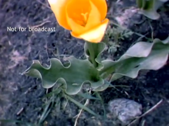 The still features a close-up of a vibrant yellow tulip, showcasing its intricate petals and smooth texture. The tulip is surrounded by green leaves with a wavy edge and is set against a muted, earthy background, likely indicating garden soil. The text 'Not for broadcast' overlays the image, suggesting it is a preserved segment from the Holland Michigan Tulip Festival footage from the late 1940s.