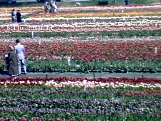 The still captures a vibrant scene from the late 1940s Holland, Michigan Tulip Festival. Rows of brightly colored tulips in various hues stretch across the frame, with people dressed in period attire walking through the gardens. Two figures stand in the foreground, gazing at the flowers, while others can be seen exploring the festival in the distance. The atmosphere conveys a festive celebration of spring and floral beauty.