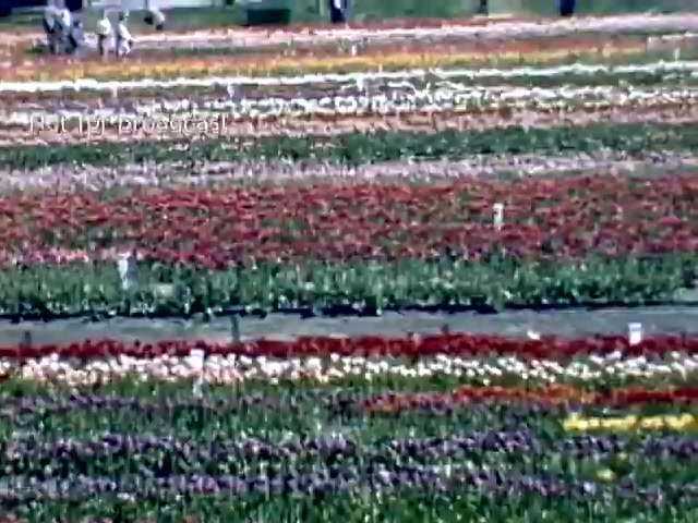 The still from the 'Holland Michigan Tulip Festival' footage depicts a vibrant field of multicolored tulips. Rows of blooming tulips in various shades of red, white, purple, and yellow create a striking visual pattern. In the background, a few people can be seen walking among the flowers, highlighting the festive atmosphere of the late 1940s event. The scene captures the beauty and celebratory spirit of the annual festival, showcasing the cultural significance of tulips in Holland, Michigan.