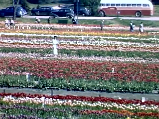 The still captures a vibrant scene from the Holland, Michigan Tulip Festival in the late 1940s. Colorful rows of tulips in various shades create a picturesque landscape. People can be seen walking through the fields, with one individual dressed in white prominently positioned among the flowers. Vintage cars are parked in the background, and a retro bus adds to the nostalgic atmosphere of the festival. The image conveys a lively celebration of spring and Dutch heritage.