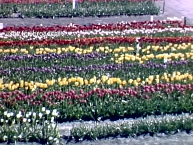 The still features a vibrant display of tulips in various colors—reds, yellows, purples, and whites—neatly arranged in rows. The scene captures a section of the Holland Michigan Tulip Festival from the late 1940s, showcasing the floral abundance characteristic of the event. The colors are bright and the flowers appear healthy, reflecting the festive atmosphere of the celebration.