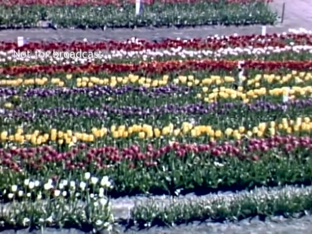The still shows a vibrant display of tulip fields during the Holland, Michigan Tulip Festival in the late 1940s. Rows of colorful tulips are arranged in a striped pattern, showcasing various colors including red, yellow, purple, and white. The scene conveys a festive and picturesque atmosphere, emblematic of springtime celebrations and floral exhibitions.