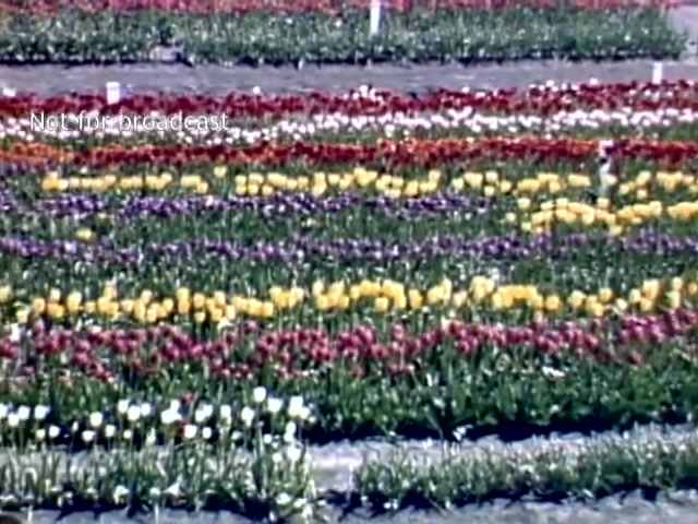 The still shows vibrant rows of tulips in various colors—reds, yellows, purples, and whites—stretching across the landscape, indicative of the Holland Michigan Tulip Festival in the late 1940s. The meticulously arranged flowers create a visually striking pattern against the backdrop of a clear sky.