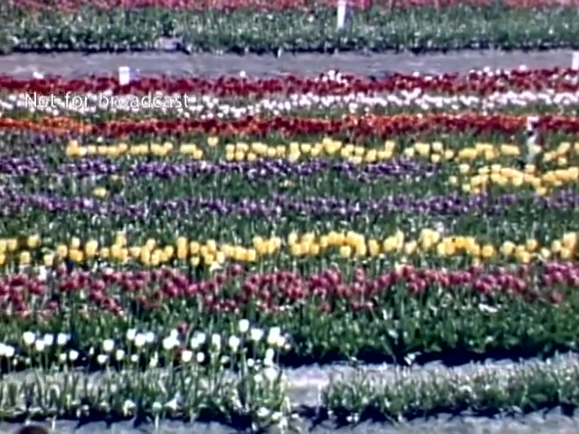 The still features a vibrant display of tulips in various colors, arranged in horizontal bands across a field. The layout includes shades of red, yellow, purple, and white, showcasing the floral diversity typical of the Holland Michigan Tulip Festival from the late 1940s. The scene reflects the festival's celebratory nature, emphasizing the beauty of spring flowers.