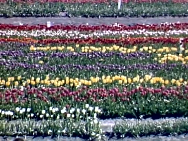 The still showcases a vibrant field of tulips during the Holland, Michigan Tulip Festival in the late 1940s. The scene is characterized by rows of tulips in various colors, including red, yellow, white, and purple, arranged in a visually appealing, striped pattern. The lush greenery of the foliage complements the bright blooms, creating a picturesque floral display typical of the festival's celebration of Dutch heritage and springtime beauty.
