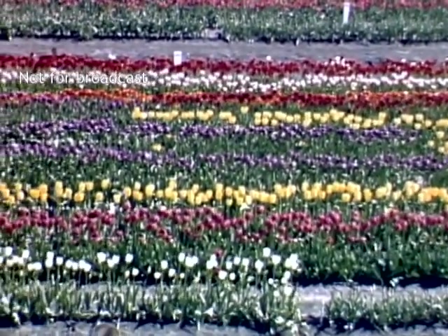 The still depicts a vibrant scene from the Holland Michigan Tulip Festival in the late 1940s. It showcases a colorful array of tulip fields, featuring rows of various tulip colors, including red, yellow, purple, and white. The organized pattern of the flowers highlights the festival's celebration of spring and floral beauty. The landscape is well-maintained, reflecting the charm of the event.
