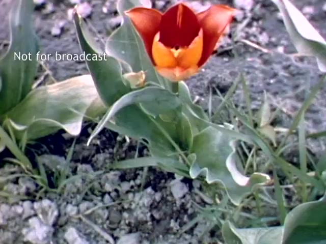 The still shows a vibrant orange tulip blooming amidst green leaves and scattered soil. The image captures the essence of the Holland Michigan Tulip Festival in the late 1940s, highlighting the festival's celebration of tulip flowers in a natural setting. The phrase 'Not for broadcast' indicates that this footage is not intended for public viewing.