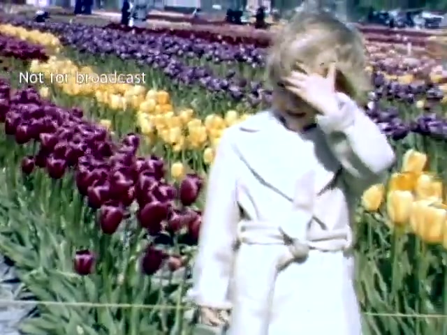 The still shows a young child in a light-colored coat standing among vibrant tulip flowers at the Holland, Michigan Tulip Festival. The child is playfully shielding their face from the sun. The scene features colorful rows of tulips in shades of purple, yellow, and red, capturing the festive atmosphere of the late 1940s event. In the background, other festival attendees are visible, enjoying the blooming flowers.