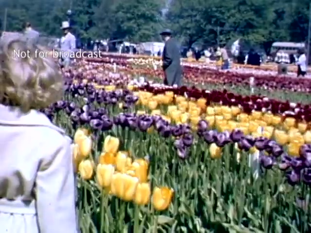 The still features a vibrant scene from the Holland Michigan Tulip Festival in the late 1940s, showcasing a colorful array of tulips in various hues, particularly yellow and purple. In the foreground, a child with curly hair is seen from behind, seemingly captivated by the flowers. In the background, festival attendees, including adults wearing period attire, stroll among the blooms, creating a lively atmosphere indicative of a community celebration. The lush greenery enhances the picturesque setting.