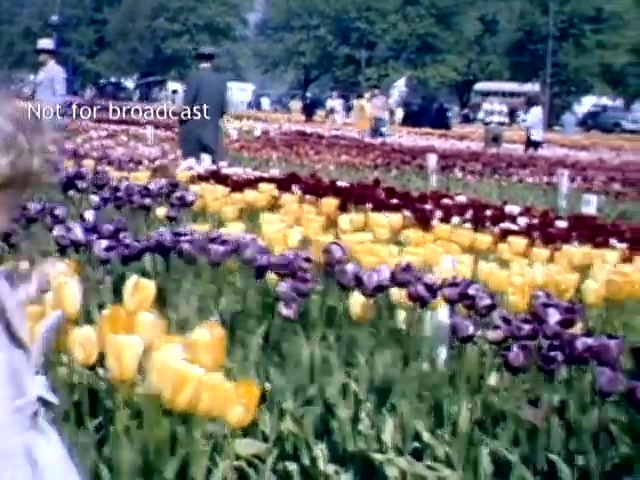 The still captures a vibrant scene from the Holland, Michigan Tulip Festival in the late 1940s. Colorful rows of tulips in shades of yellow, purple, and red fill the foreground, while festival attendees stroll through the garden in the background. The atmosphere is lively, reflecting a community celebration. A child in the lower left corner adds a sense of innocence to the festive environment.