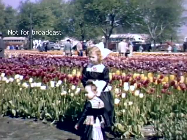 The still captures a scene from the late 1940s at the Holland Michigan Tulip Festival. Two young girls are dressed in traditional attire, surrounded by vibrant tulips in various colors. The background features people and vehicles amidst lush greenery, evoking a festive atmosphere celebrating spring and cultural heritage. The watermark indicates the footage is not for broadcast.