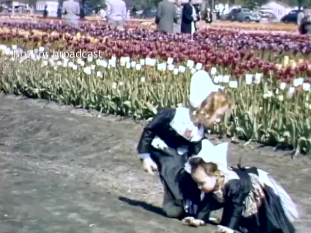 The still captures two young girls in traditional Dutch costumes, playing in a vibrant tulip field during the Holland Michigan Tulip Festival in the late 1940s. The background features rows of colorful tulips, while adults can be seen in the distance, enjoying the event. The scene conveys a joyful and festive atmosphere, highlighting the cultural celebration.